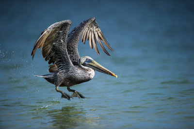 Pélican brun -- Brown pelican