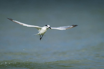 Sterne caugek -- Sandwich Tern