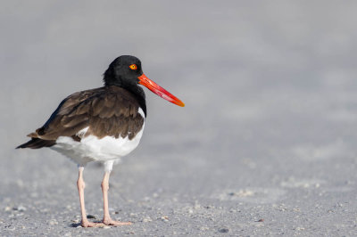 Hutrier d'Amrique -- American Oystercatcher