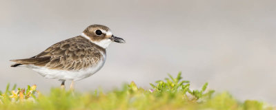 Pluvier de Wilson -- Wilson's Plover