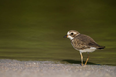 Pluvier semipalmé -- Semipalmated Plover