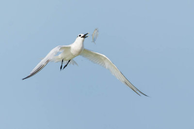 Sterne caugek -- Sandwich Tern