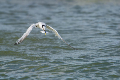 Sterne caugek -- Sandwich Tern