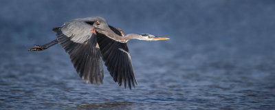Grand héron -- Great Blue Heron