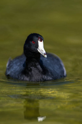 Foulque d'Amrique -- American Coot