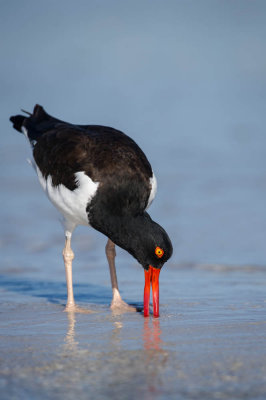 Hutrier d'Amrique -- American Oystercatcher