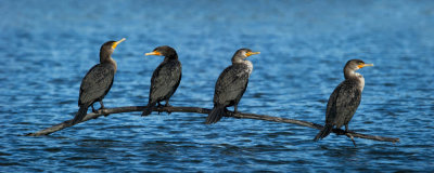 Cormoran à aigrettes -- Double-crested cormoran