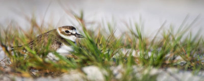 Pluvier de Wilson -- Wilson's Plover