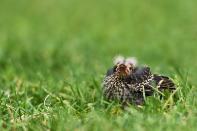 Carouge à épaulettes, bébé -- Red-winged Blackbird, baby