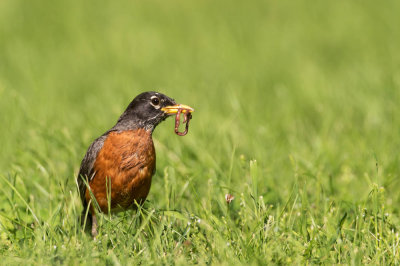 Merle d'Amérique, mâle -- American Robin, male