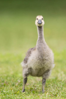 Bernache du Canada -- Canada Goose