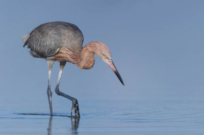 Aigrette rousstre -- Reddish Egret