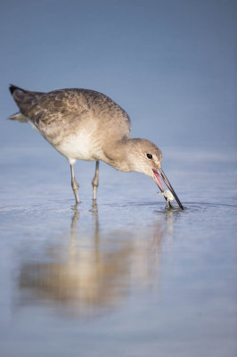 Chevalier semipalm  -- Willet