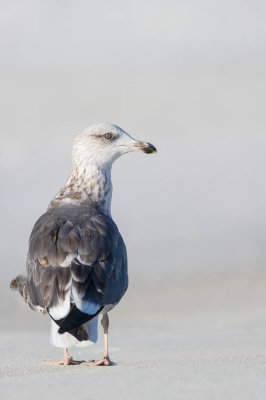 Goéland argenté -- Herring Gull