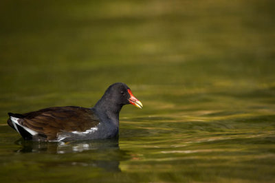 Gallinule poule d'eau -- Common Moorhen