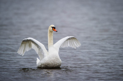 Cygne tubercul -- Mute Swan