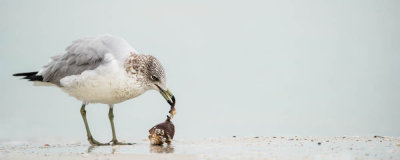 Goéland à Bec Cerclé -- Ring-billed Gull