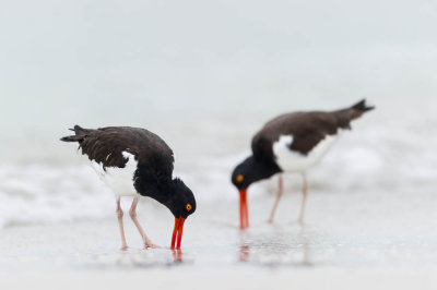 Hutrier d'Amrique -- American Oystercatcher