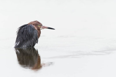 Aigrette roussātre -- Reddish Egret