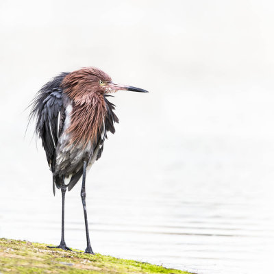 Aigrette roussātre -- Reddish Egret