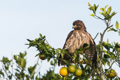 Buse  paulettes -- Red-shouldered Hawk