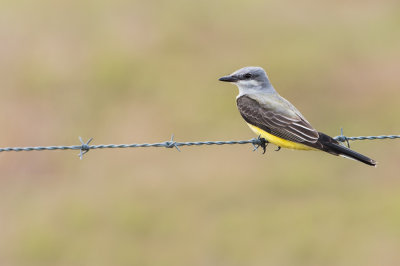 Tyran de l'ouest -- Western kingbird