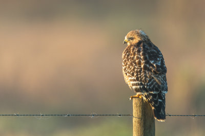 Buse  paulettes -- Red-shouldered Hawk