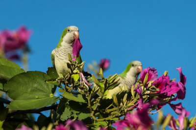 Conure veuve (Floride) -- Monk parakeet(Florida)