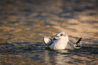 Mouette atricille -- Laughing Gull