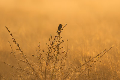 Moucherolle phébi -- Eastern Phoebe