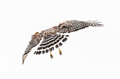 Buse  paulettes -- Red-shouldered Hawk