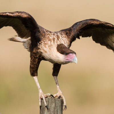 Caracara du Nord -- Crested Caracara