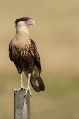 Caracara du Nord -- Crested Caracara