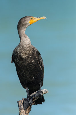 Cormoran à aigrettes -- Double-crested cormoran