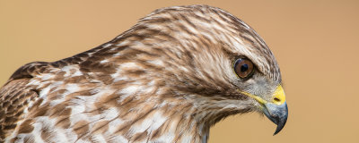 Buse  paulettes -- Red-shouldered Hawk