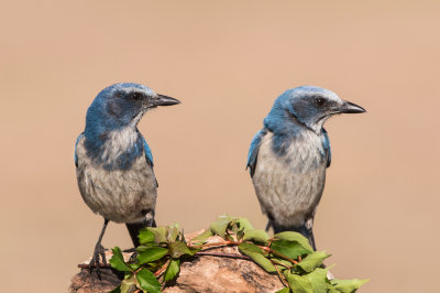 Geai  gorge blanche - Florida Scrub-Jay