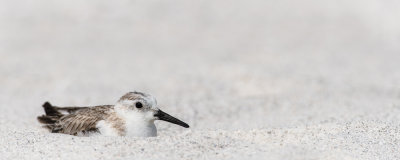 Bcasseau sanderling -- Sanderling