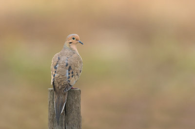 Tourterelle triste -- Mourning Dove
