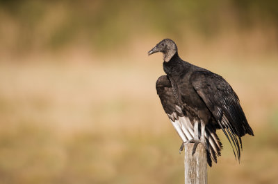 Urubu noir -- Black vulture