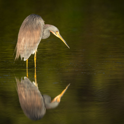 Aigrette tricolore -- Tricolored Heron