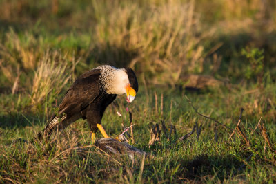 Caracara du Nord -- Crested Caracara