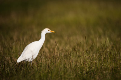 Héron garde-boeuf -- Cattle Egret