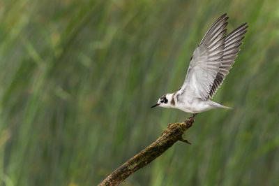 Guifette noire -- Black Tern