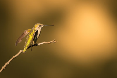 Colibri  gorge rubis -- Ruby-throated Hummingbird