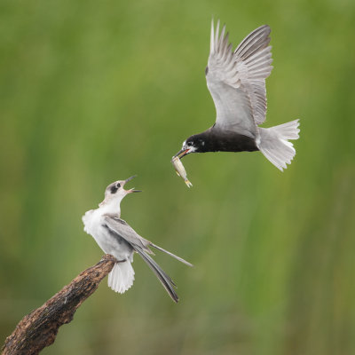 Guifettes noires -- Black Tern