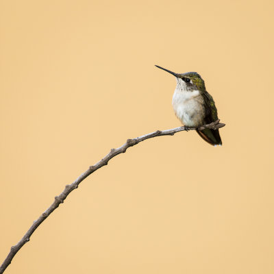 Colibri  gorge rubis,  juvnile mle -- Ruby-throated Hummingbird, male juvenile