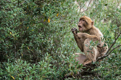 Macaque de Barbarie  Gibraltar