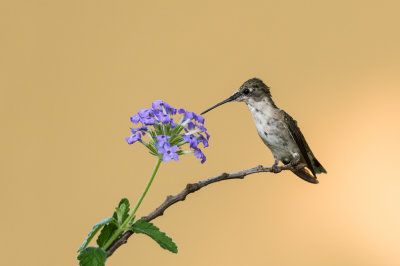 Colibri  gorge rubis, juvnile femelle -- Ruby-throated Hummingbird, female juvenile