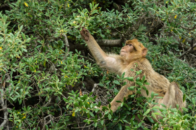 Macaque de Barbarie  Gibraltar