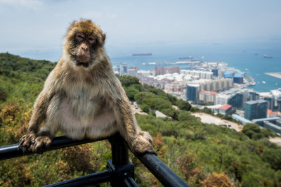 Macaque de Barbarie  Gibraltar